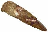 Fossil Spinosaurus Tooth - Real Dinosaur Tooth #259005-1